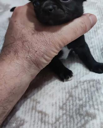 Cuccioli di chihuahua Pinscher toy