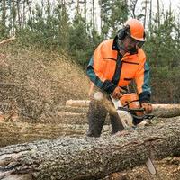 ABBATTIMENTO ALBERI GRATIS PER LEGNA