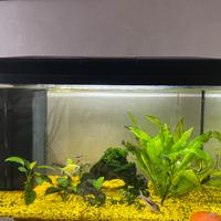 Acquario