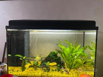 Acquario