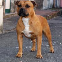 Staffordshire bull terrier