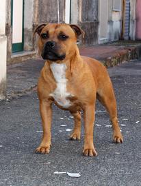 Staffordshire bull terrier