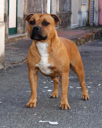 Staffordshire bull terrier