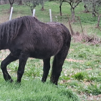 Frisone linea barocco