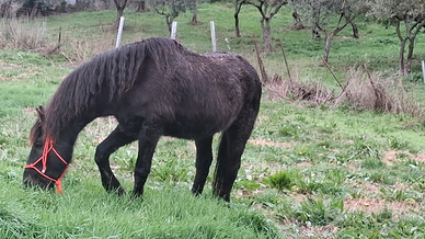 Frisone linea barocco