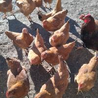 Galline novelle