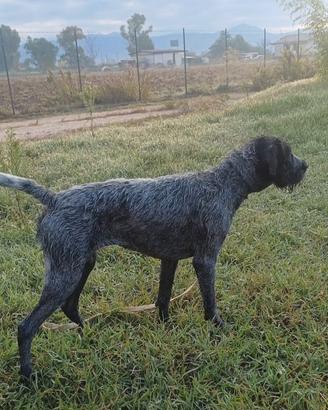 Cucciolona Drahthaar
