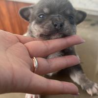 Cucciolo di Chihuahua Blu