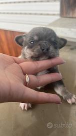 Cucciolo di Chihuahua Blu