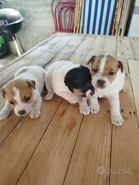 Cuccioli Jack Russell