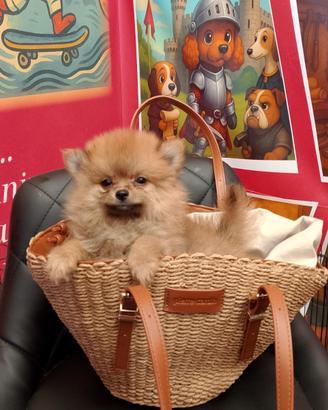 Spitz di Pomerania femmina