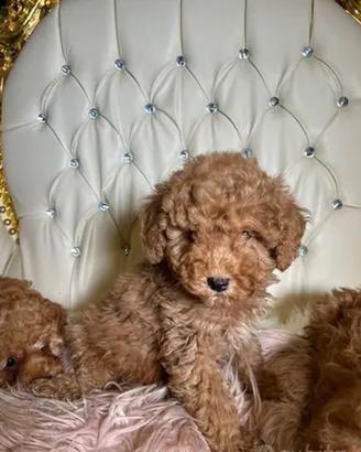 Cucciolina Barboncino taglia toy