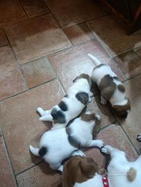 Cuccioli jack russel