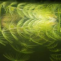 Ceratophyllum Demersum Pianta Piante Acquario 