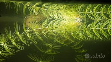 Ceratophyllum Demersum Pianta Piante Acquario 