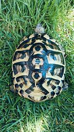 Tartaruga di terra THB