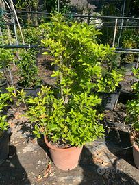 Osmanthus in vaso