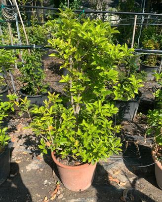 Osmanthus in vaso