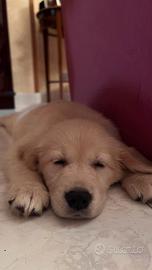 Golden retriver