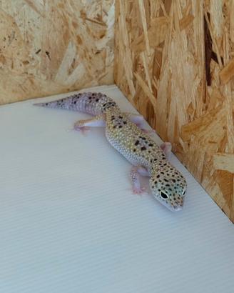 Geco leopardino