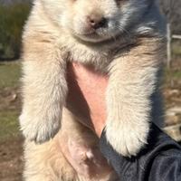 Cucciolo alaskan malamute