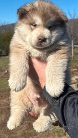 Cucciolo alaskan malamute