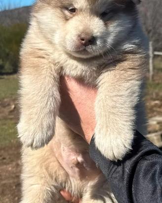Cucciolo alaskan malamute