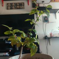 Prebonsai Bonsai Olmo 