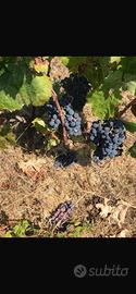 Terreno 3000 mq con uva