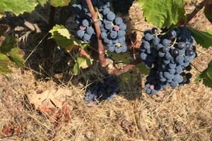 Terreno 3000 mq con uva