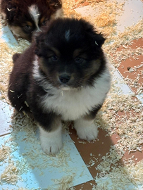 Cuccioli Australian Shepherd/Pastore Australiano