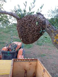 Recupero Sciami Gratuitamente