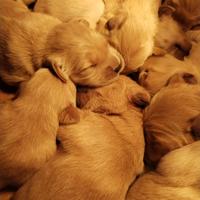 Cuccioli golden retriever