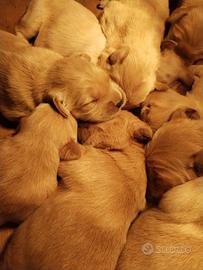 Cuccioli golden retriever