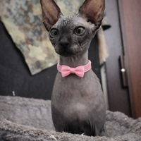 Cucciola Sphynx