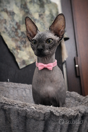 Cucciola Sphynx