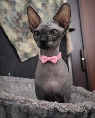 Cucciola Sphynx