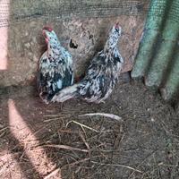 Galline nane millefiori