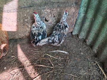 Galline nane millefiori