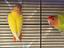 Immagine 1