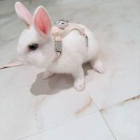 Coniglio nano maschio di pochi mesi