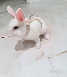 Coniglio nano maschio di pochi mesi