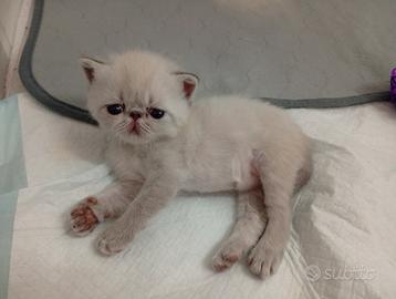Exotic Shorthair