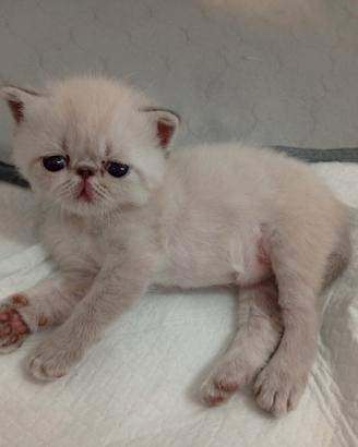 Exotic Shorthair