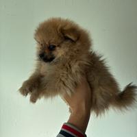 Volpino Pomerania