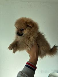 Volpino Pomerania