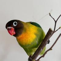 Inseparabile agapornis personatus