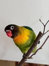 Inseparabile agapornis personatus