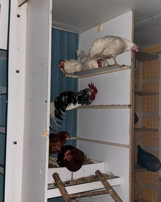 Galline ovaiole