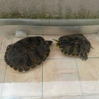 Tartarughe acqua adulte